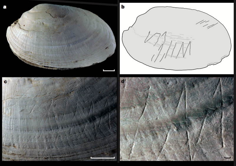 Homo erektus, predak modernog čovjeka bio umjetnik?