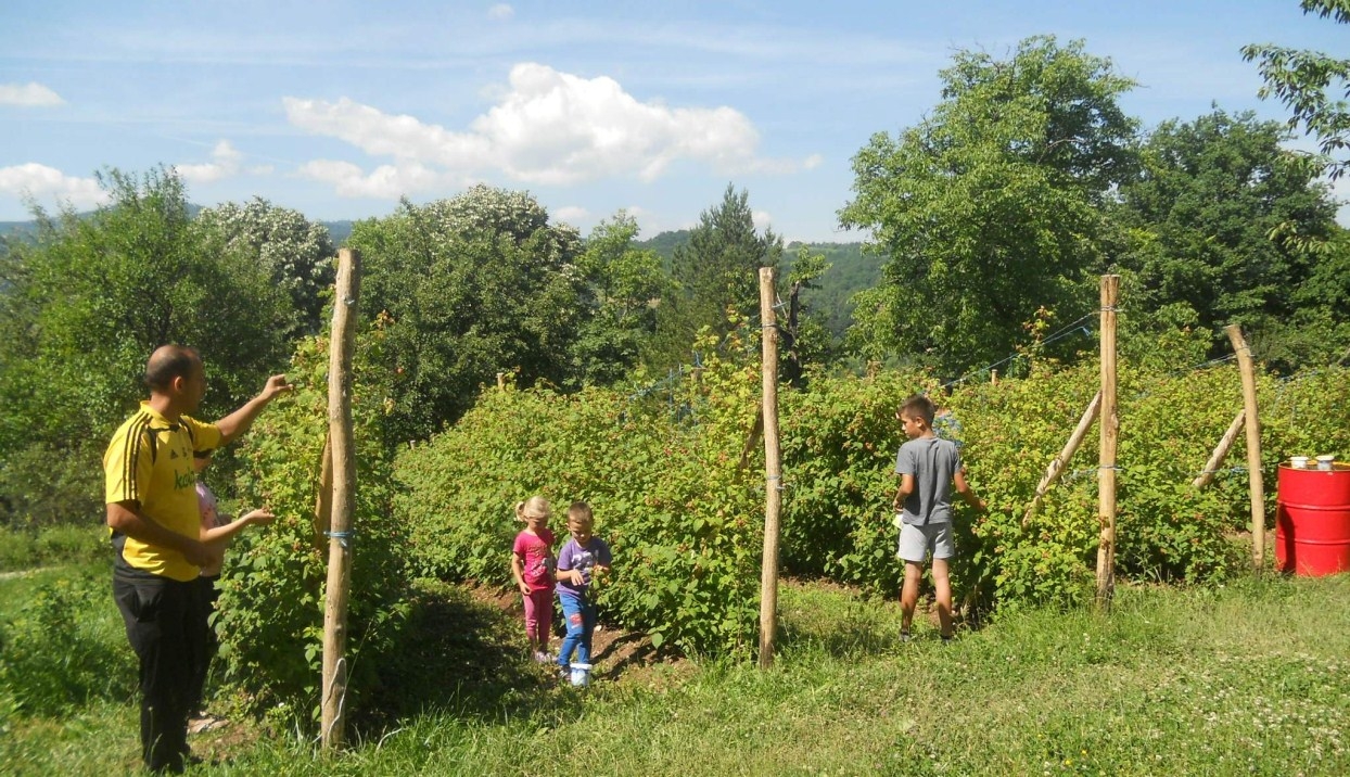 U BiH proizvedeno 20.000 tona maline