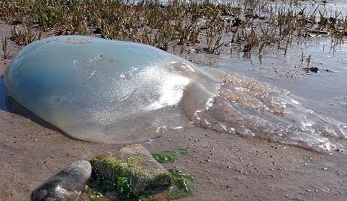 U Australiji ulovljena golema, otrovna meduza
