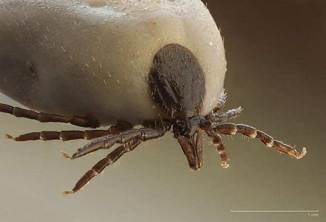 Otkriven novi virus, potvrđen prvi smrtni slučaj