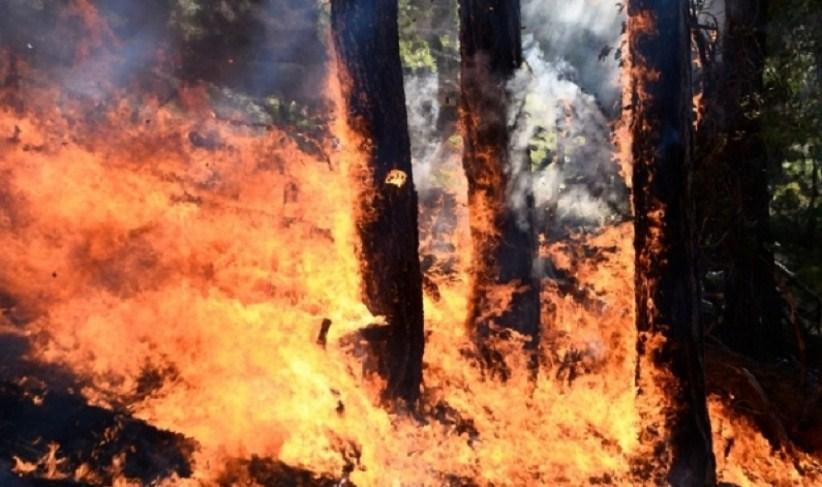 Buknuo požar kod manastira Studenica