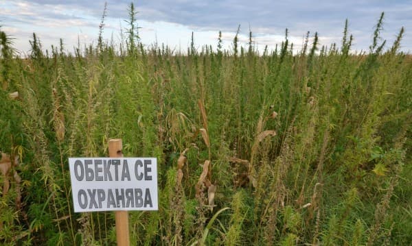 Bugarska: Zaplijenjeno 150 kilograma kanabisa