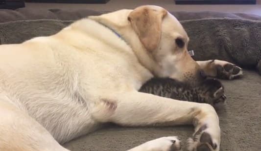 Labrador usvojio mače i sada su nerazdvojni