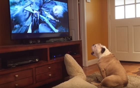 Buldog Kalisi zaista želi da spasi Dikaprija od napada medvjeda