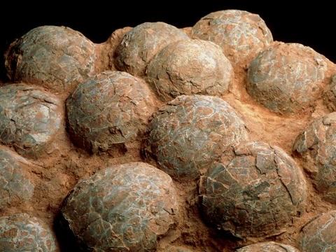 Kina: Pronađena jaja dinosaurusa stara 130 miliona godina