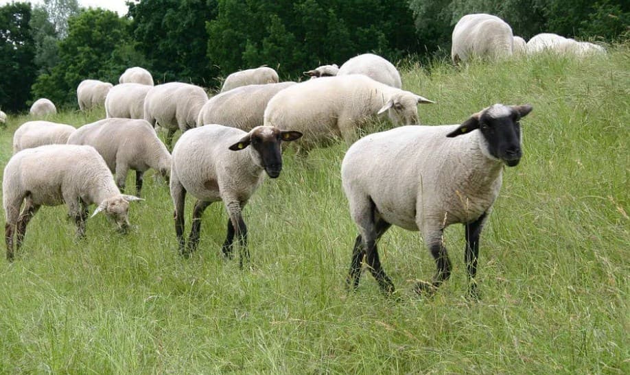 Vlasti u Kataru odredile: Samo dvije ovce po osobi tokom ramazana