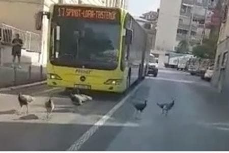 Svi su strpljivo čekali: Pauni blokirali saobraćaj u centru Splita