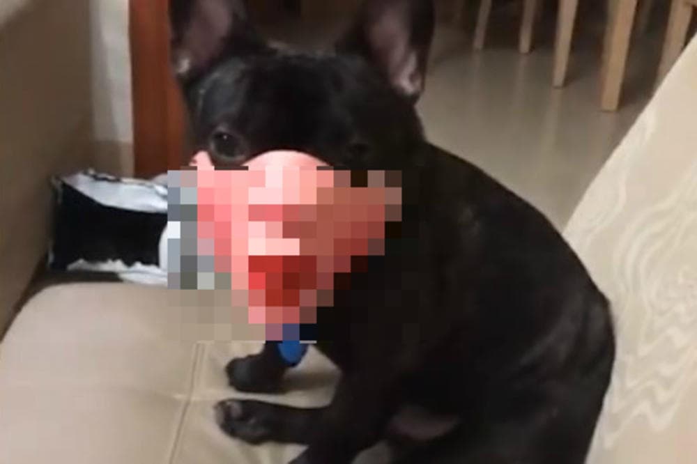 Ne zna se je li više smiješno ili jezivo: Vlasnik psu stavio masku na lice, pa zbunio mnoge