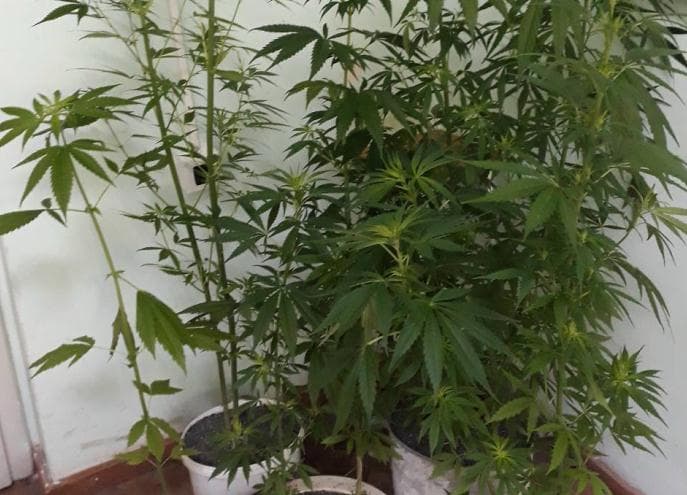 Akcija "Plantaža": U kući u Raljašu uzgajao marihuanu