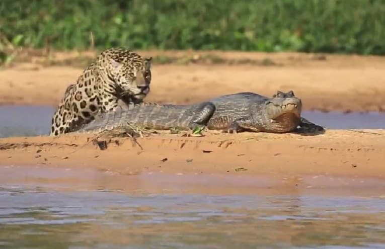 Jaguar napao krokodila iz zasjede i nije mu bilo spasa