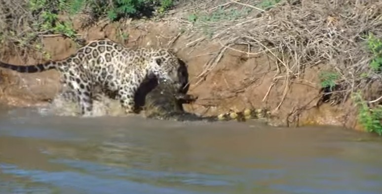 Precizni ubica: Jaguar jednim potezom osigurao sebi obrok