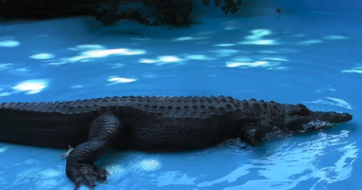 Stigao prije Drugog svjetskog rata: Aligator Muja u beogradskom zoološkom vrtu aktivan i s 80 godina