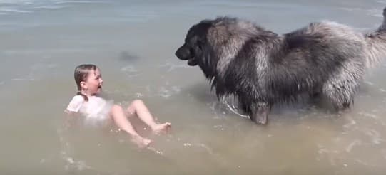 Pas spasio djevojčicu od vala