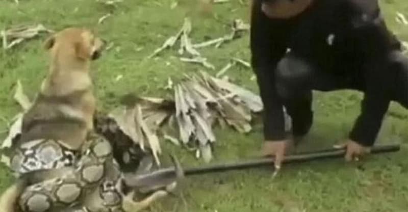 Jeziv prizor: Zmija se omotala oko psa, krenula i na dječake