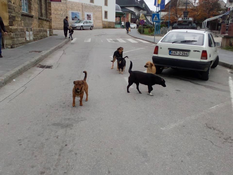 Čine se napori da se smanji broj pasa lutalica na ulicama Jajca - Avaz