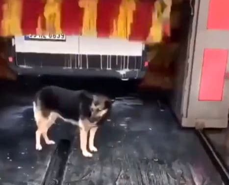 Ženka njemačkog ovčara Linda otkrila kako da se kupa pa postala zvijezda interneta