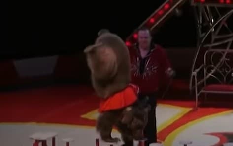 Životinje iz cirkusa prvi put na slobodi