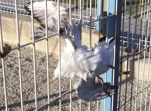 Bura je toliko snažna da galebove lijepi za ogradu