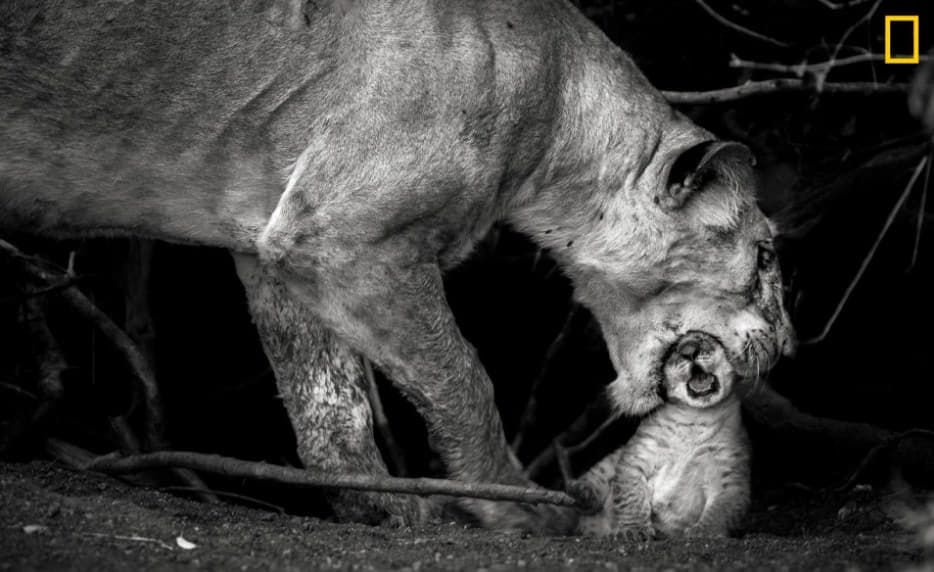 Udahnite duboko: National Geographic objavio zapanjujuće fotografije nezaboravnih prizora