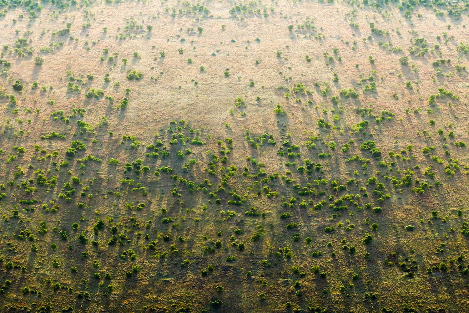 Gradi se zeleni zid od 8.000 kilometara drveća u Africi