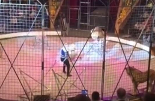 Lav napao trenera usred nastupa u cirkusu, publika počela vrištati