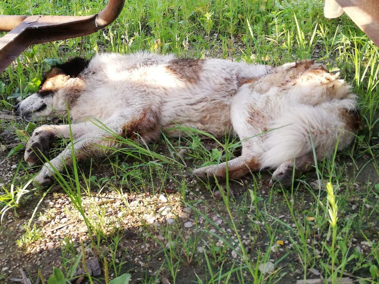Požar u firmi “Mlinoles” : Vatrogasci iz požara spasili psa čuvara koji je bio vezan