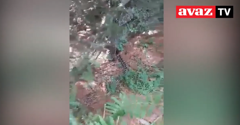 Ima li neko da se boji: Kakva je ovo neman snimljena kod Sarajeva