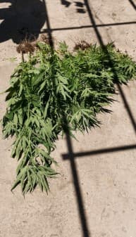 Oduzeta i marihuana - Avaz