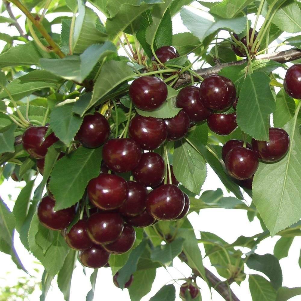 Višnja – smanjuje rizik od moždanog udara