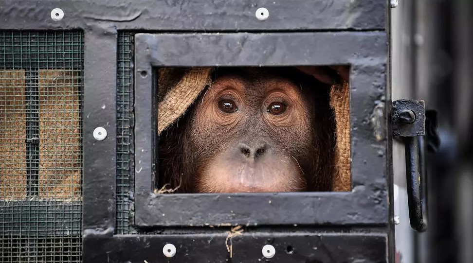 Two smuggled Indonesian orangutans fly home from Thailand