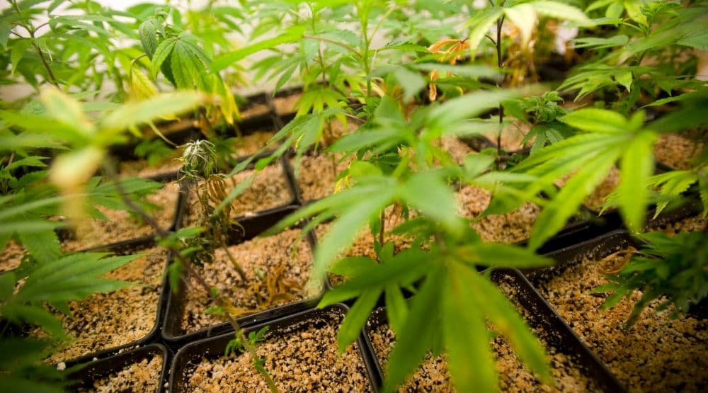 N. Macedonia eyes legalising recreational marijuana
