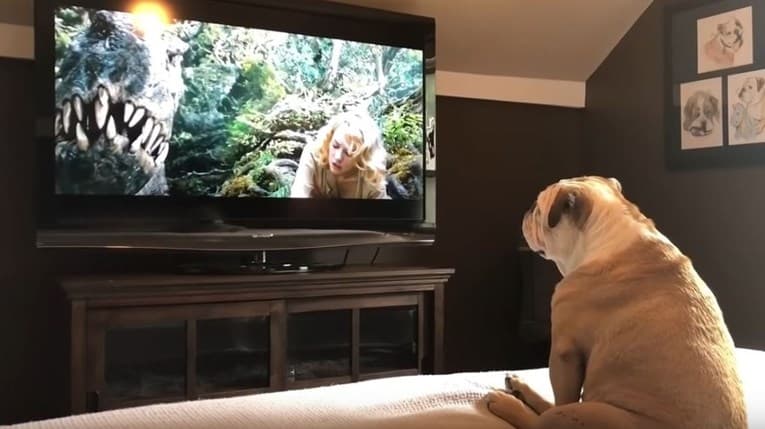 Reakcija psa na scenu iz filma King Kong oduševila je mnoge