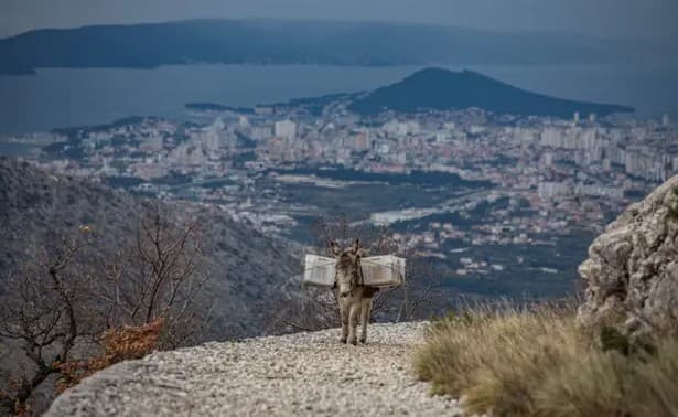 Magarac Šuker po buri i snijegu nosi hranu planinarima