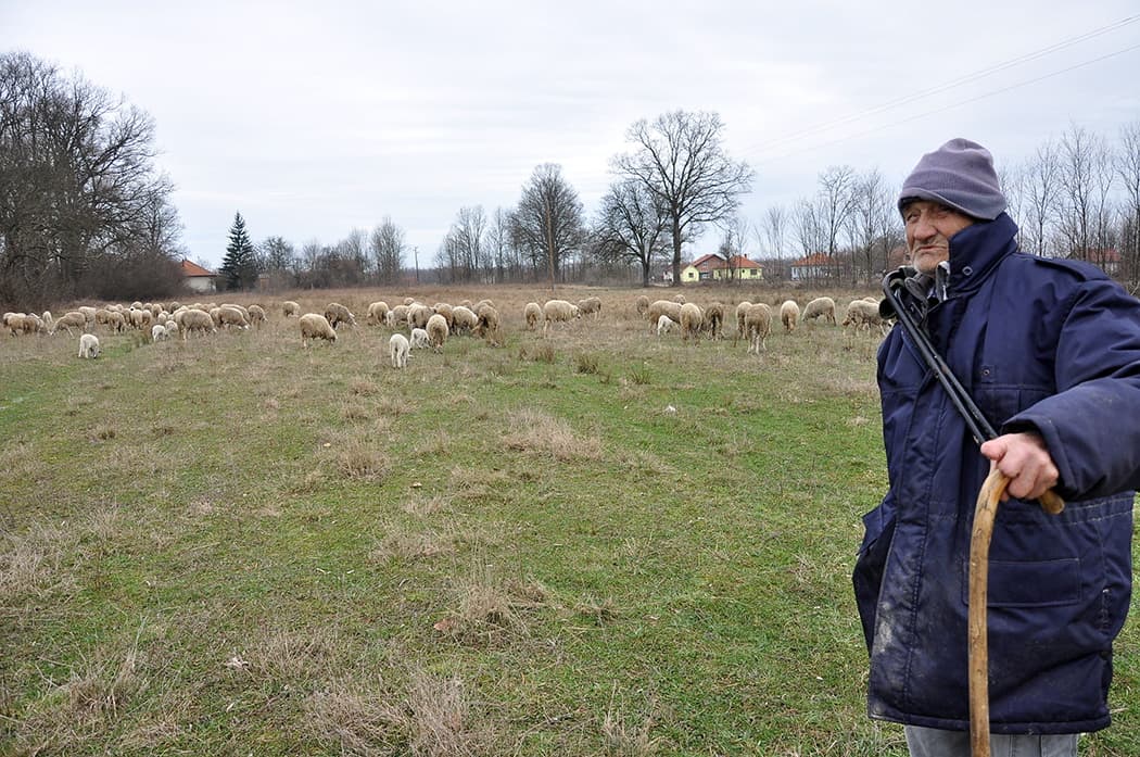 Borivoje u devetoj deceniji života čuva 200 ovaca