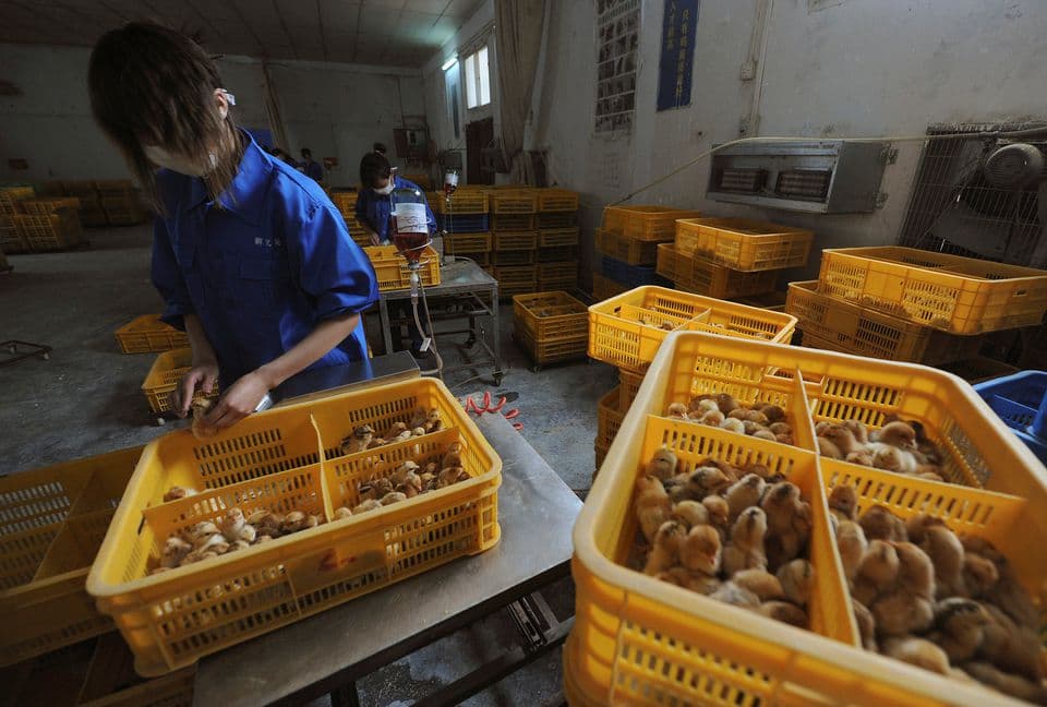 Workers vaccinate chicks with the H9 bird flu vaccine at a farm in Changfeng county, Anhui province, April 14, 2013. - Avaz