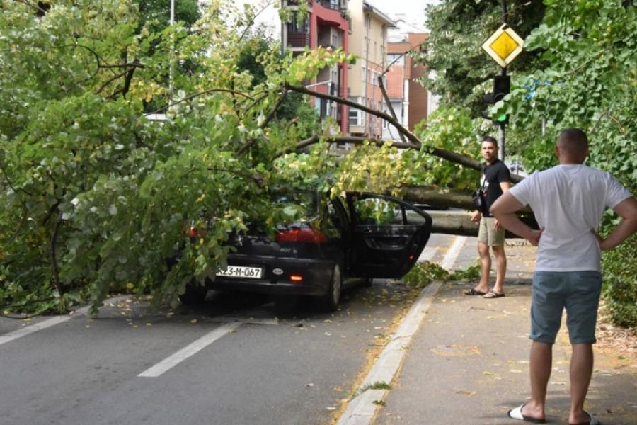 Stablo palo na automobil, vozač bio u njemu