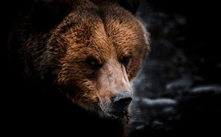 Grizli ubio kampera u Montani