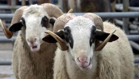 Veterinarski inspektorat u FBiH dao preporuke za kupovinu kurbana