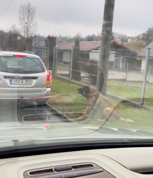Uznemirujuće: Muškarac svezao psa za auto i vukao ga, umjesto njega, kažnjen Muamer Redžić koji je policiji prijavio događaj