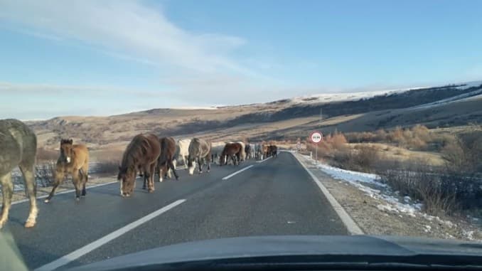 Stanje na cestama: Upozoravamo na učestale izlaske divljih konja na kolovoz na Borovoj glavi