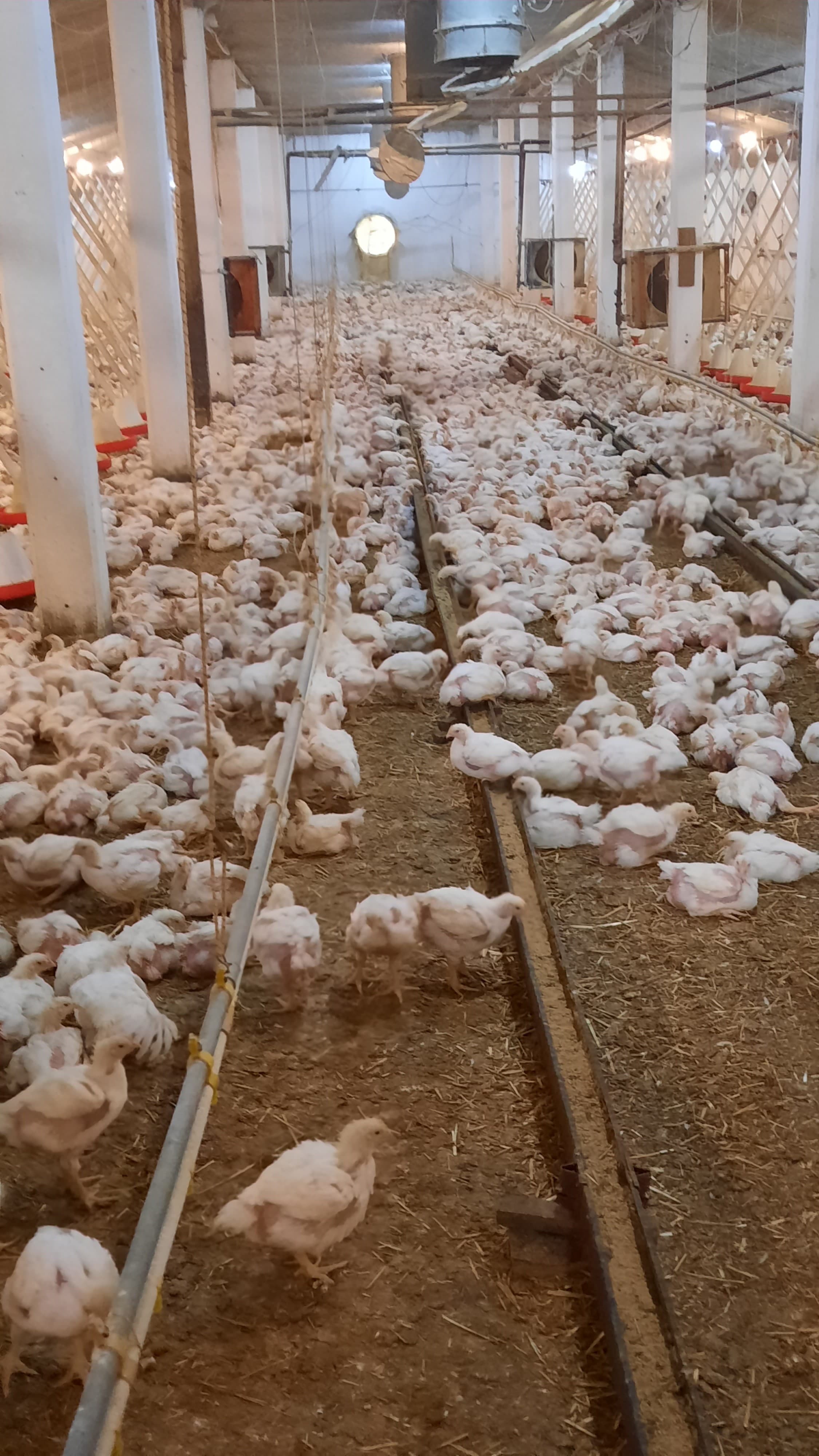 U problemima potrošači, ali i proizvođači: Upaljen je alarm, ugrožene brojne farme