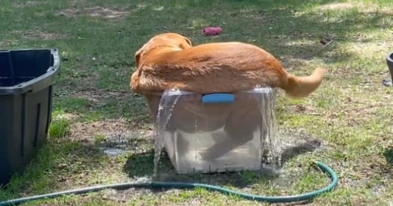 Labrador spas od vrućine pronašao u premaloj kadi pa osvojio simpatije mnogih