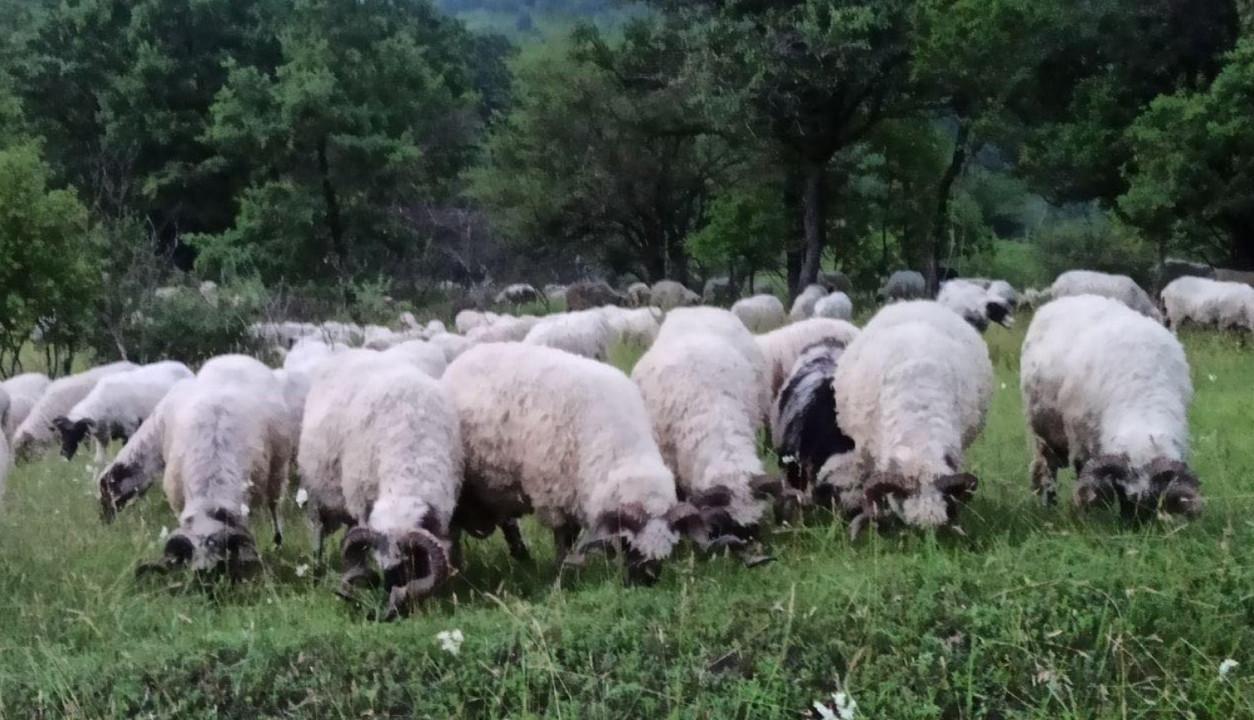 Preporuke o svim aspektima ispravnog klanja kurbana, zbrinjavanju mesa i otpada