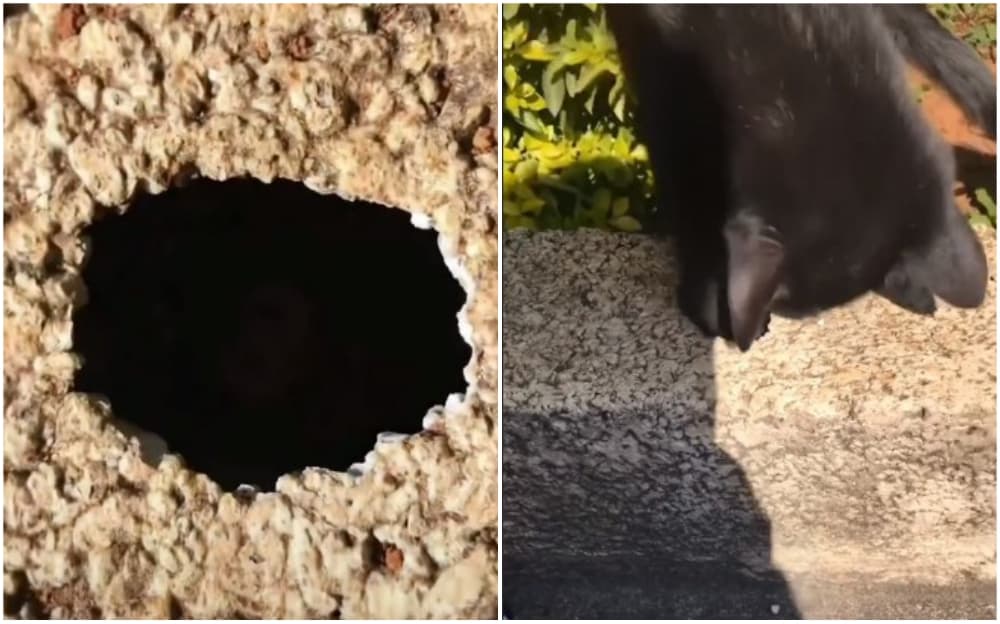 Dijete je ubacilo ključeve u rupu, mačka priskočila u pomoć pa spasila stvar
