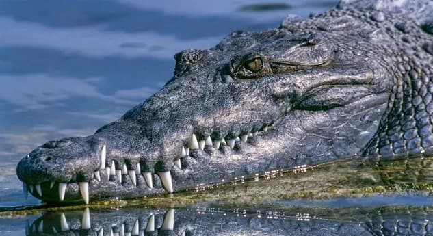 Radila u vrtu, okliznula se i pala u jezero, krokodil je ubio