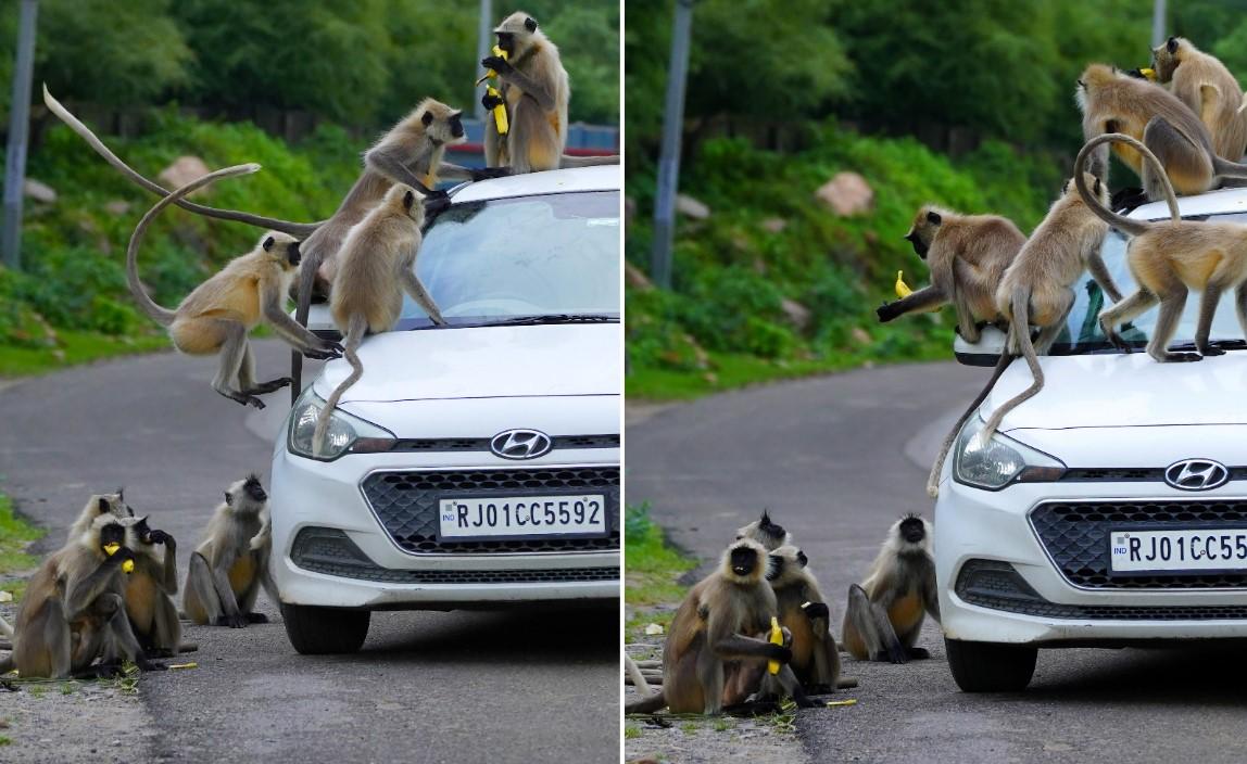 Desetak majmuna je okružilo automobil u potrazi za hranom - Avaz