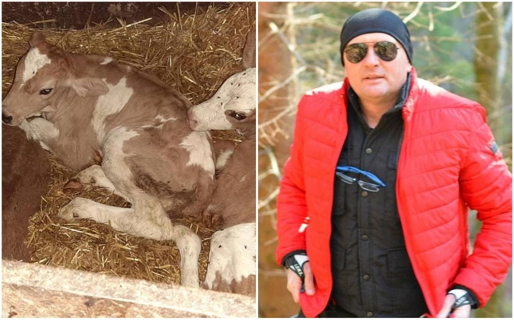 Nesvakidašnji slučaj u BiH: Krava na svijet donijela tri ženska teleta, veterinar sve pojasnio