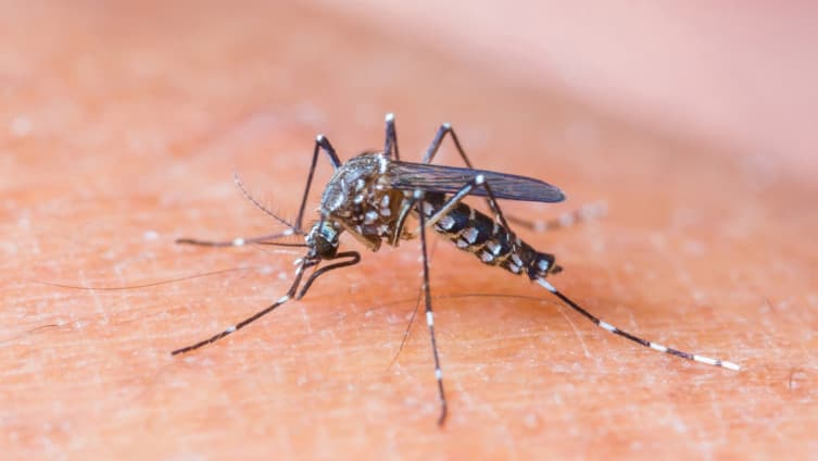 Srbijom hara virus Zapadni Nil: Povećao se broj zaraženih, još jedna osoba preminula