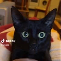 Pogledajte kako je mačka reagovala kada je čula plač bebe