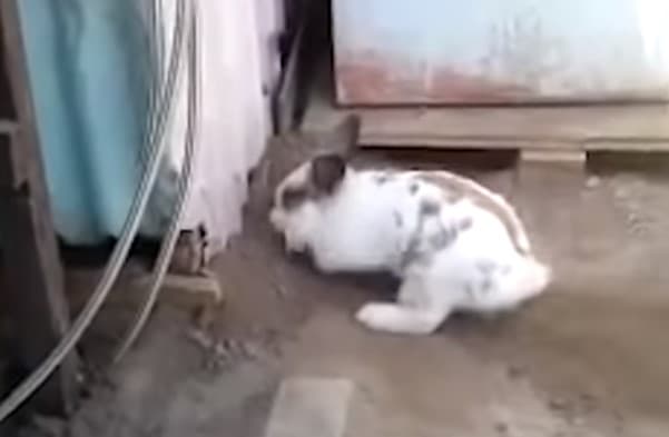 Dnevni avaz